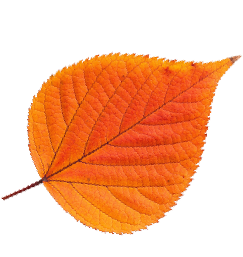 leaf4