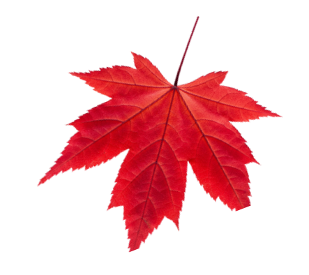 leaf3