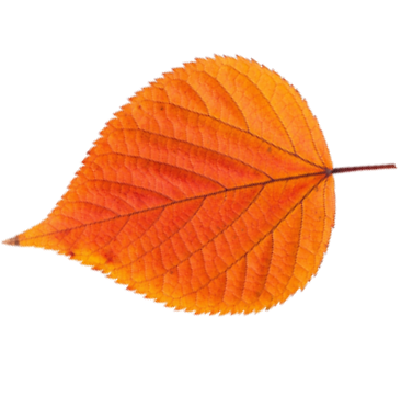 leaf2